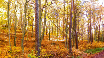 Autumnal forest landscape.