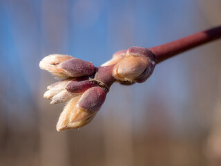 maple buds in spring closeup