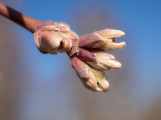 maple buds in spring