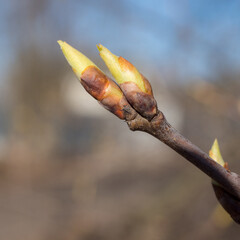 tree buds in spring