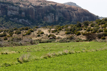 Lucerne field in the Karoo near Nxuba (Cradock) in South Africa