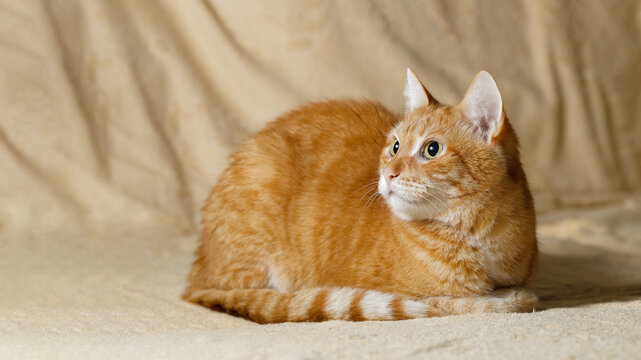 Domestic ginger cat sits on the couch in the room and looks away. Shallow focus. Copyspace.