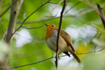 European robin is perching on a twig close-up