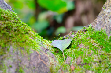 moss on the tree