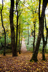 autumn in the forest