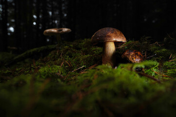 Natural porcini mushroom in an autumn fall forest with green moss on the forest floor.