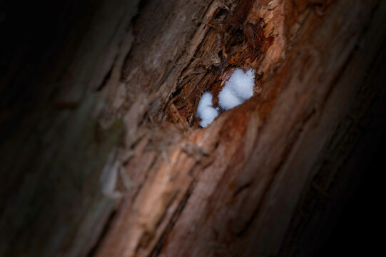 Insect Cocon Cocoons Bestow Images – Browse 10 Stock Photos, Vectors, and Video ...