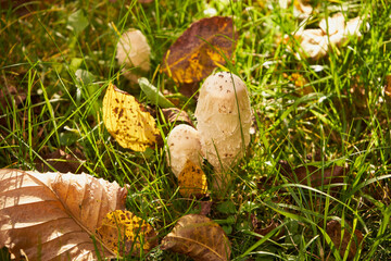 Czernidłak kołpakowaty, Coprinus comatus (O.F. Müll.) Pers.