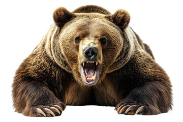 A fierce bear baring its teeth, showcasing its powerful presence against a white isolate background.