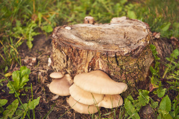 huba  © Marcin Łazarczyk