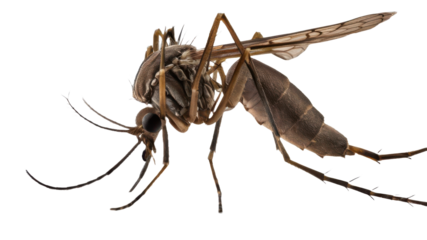  A mosquito isolated on transparent background.