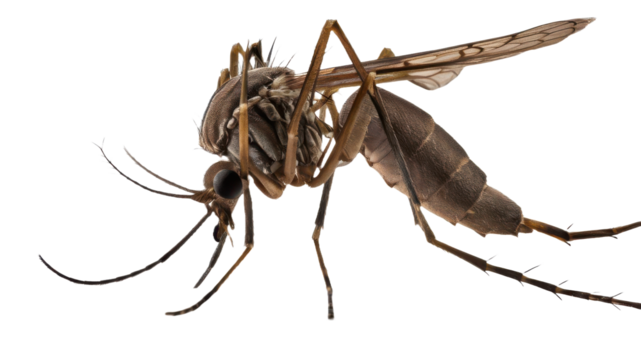  A mosquito isolated on transparent background.