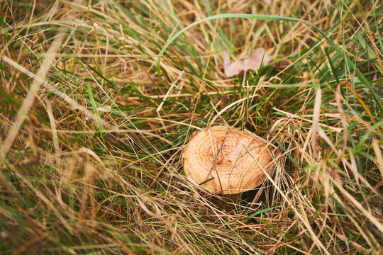 Mleczaj dębowy, Lactarius quietus (Fr.) Fr., rydz 