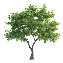 Obraz premium 3D Rendering of a Tall Tree with Lush Green Leaves