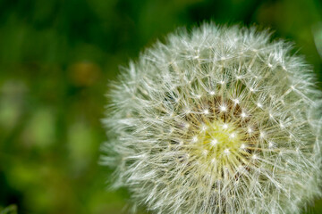 Pustelblume