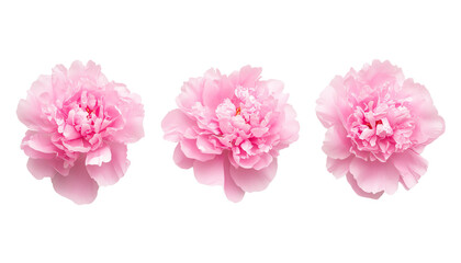 Pink peonies, white isolate background
