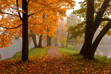 Morning autumn fog in Alexander park in Tsarskoe Selo (Pushkin), St. Petersburg, Russia