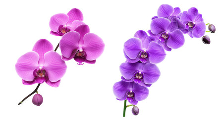 Obraz premium Purple and pink orchid flowers, white isolate background