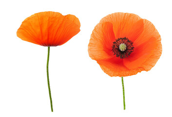 Obraz premium Two vibrant orange poppies, white isolate background