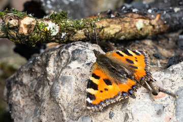 Schmetterling