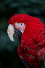 Obraz premium Close-Up of Vibrant Red Macaw