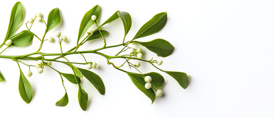 Obraz premium Mistletoe branch with green leaves and white berries, white isolated background.
