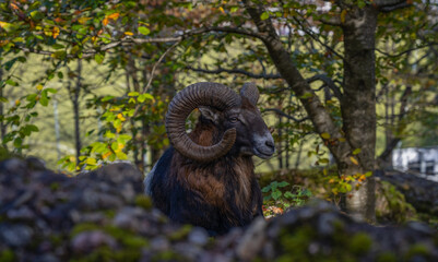 Bock