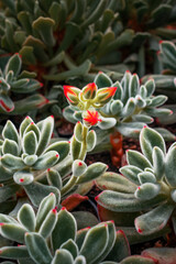 Obraz premium Close up of a cactus