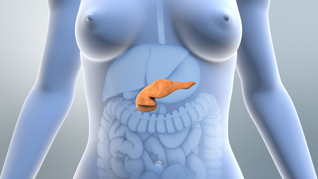 Pancreas Regulates Insulin Levels in Diabetes
