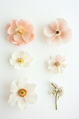 Obraz premium Different pastel-colored flowers on a white background, in a minimalist style, against a white wall.