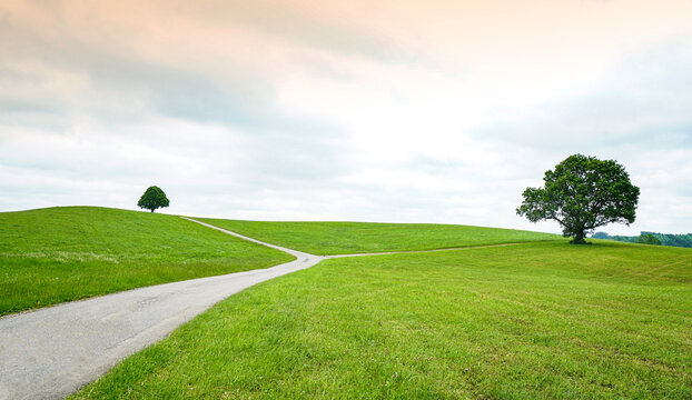 A road on the pasture splits two in the direction of the tree at Schwangau, Bavaria, Germany.