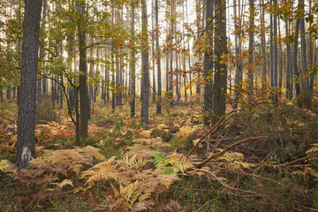 las,paprocie  © Marcin Łazarczyk