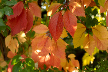 Autumn leaves of wild grapes	