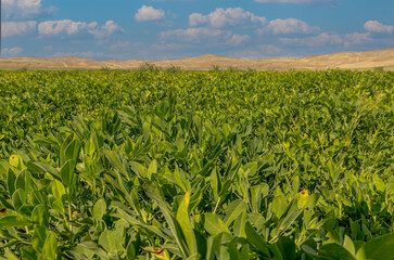 Peanut field in Osmaniye, Türkiye.