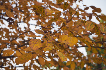 Orzech włoski, Juglans regia L. © Marcin Łazarczyk