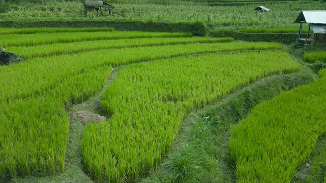 Lush green rice terraces showcase Bali's agricultural beauty, featuring intricately designed fields and traditional huts nestled amidst scenic landscapes.