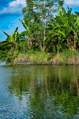 Houses and trees within a fish pond.