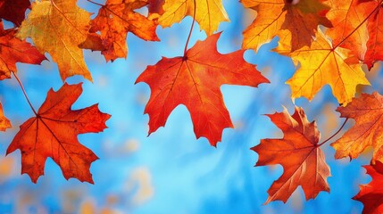 Fototapeta premium A group of red, orange, and yellow maple leaves in autumn hanging scattered on the tree branch against blue sky background