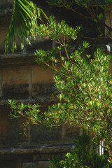 Concrete wall with wall plants.