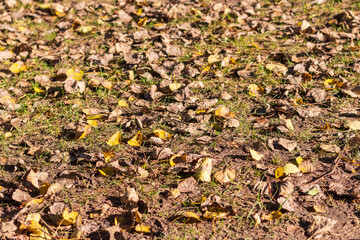 Dried leaves and brunches on the ground in the forest. Background