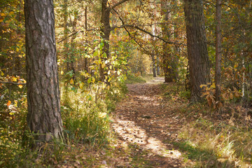 leśna ścieżka 