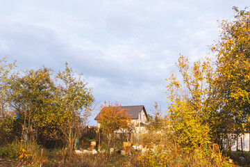 Golden autumn in the garden. Harvesting. Preparing for the winter season in the vegetable garden. Yellow foliage. Rustic natural fall garden. Background with copyspace.