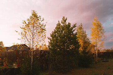 Golden autumn in the garden. Harvesting. Preparing for the winter season in the vegetable garden. Yellow foliage. Rustic natural fall garden. Background with copyspace.