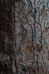 Fototapeta premium bark of a tree