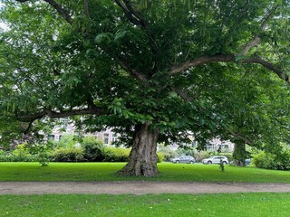 Beautiful view of park with pathway and trees outdoors