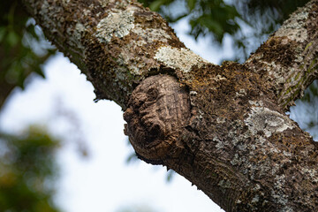 Ghostly structure in the shape of a human face on the trunk of an old tree