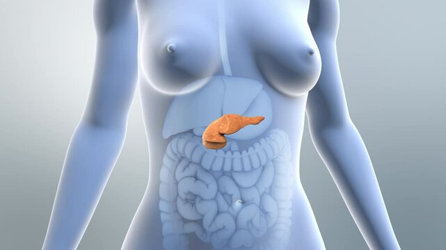 Pancreas Regulates Insulin Levels in Diabetes
