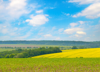 Obraz premium Corn and rapeseed field and blue sky.