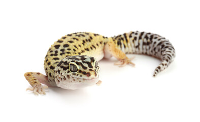 One beautiful gecko isolated on white. Exotic pet