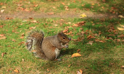 カナダの公園にいるリス
